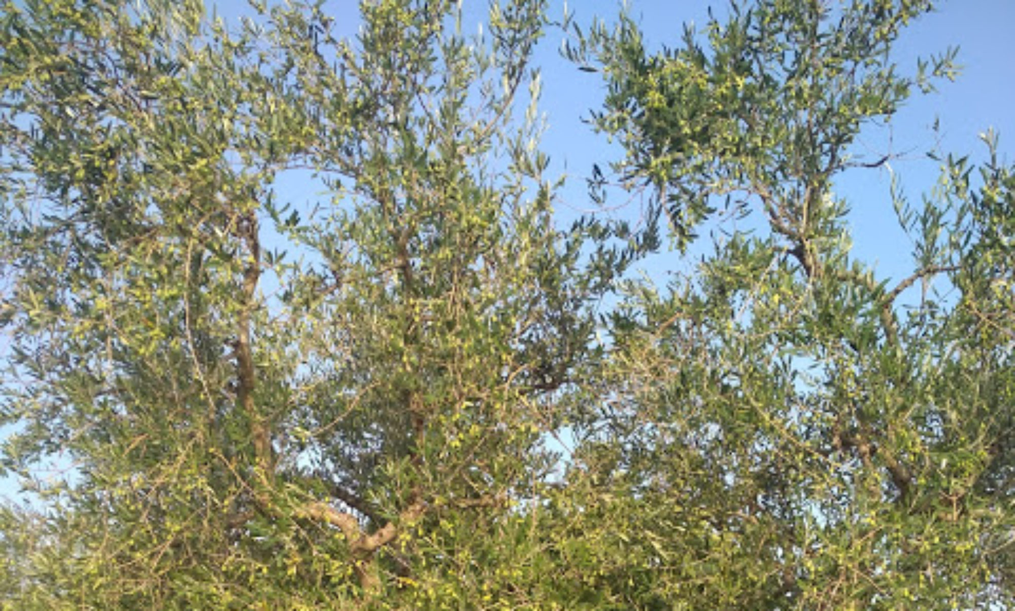 Azienda agricola Ferrulli